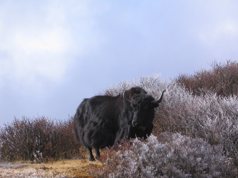 A yak grazing in the early morning