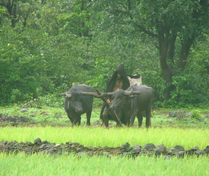 A tribal villager plowing a field with his ox