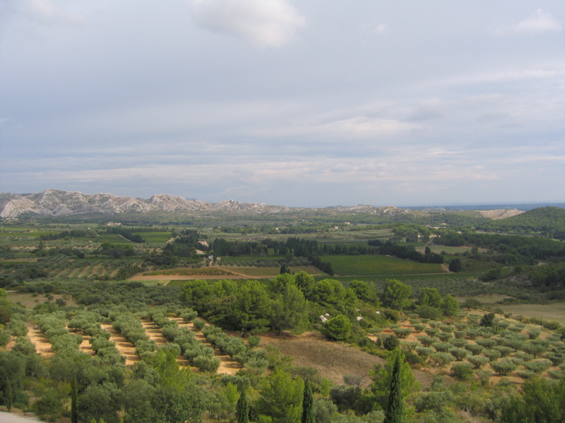 The basin below Les Baux with many olive trees